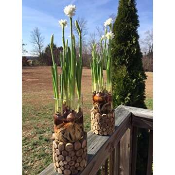 30 Ziva Paperwhites 13-15cm! Indoor Narcissus: Narcissus Tazetta-Nice, Healthy Bulbs for Holiday Forcing!