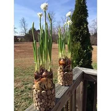 30 Ziva Paperwhites 13-15cm! Indoor Narcissus: Narcissus Tazetta-Nice, Healthy Bulbs for Holiday Forcing!