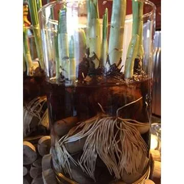 30 Ziva Paperwhites 13-15cm! Indoor Narcissus: Narcissus Tazetta-Nice, Healthy Bulbs for Holiday Forcing!