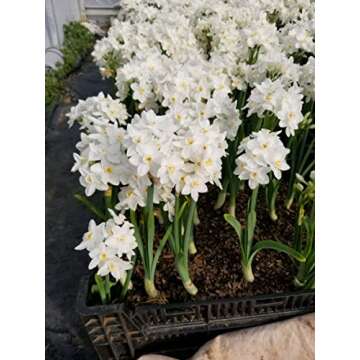 30 Ziva Paperwhites 13-15cm! Indoor Narcissus: Narcissus Tazetta-Nice, Healthy Bulbs for Holiday Forcing!
