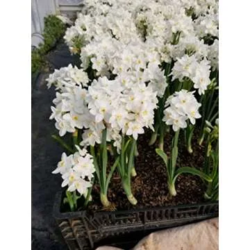 30 Ziva Paperwhites 13-15cm! Indoor Narcissus: Narcissus Tazetta-Nice, Healthy Bulbs for Holiday Forcing!