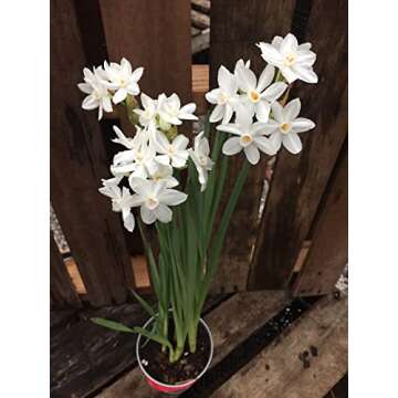 30 Ziva Paperwhites 13-15cm! Indoor Narcissus: Narcissus Tazetta-Nice, Healthy Bulbs for Holiday Forcing!