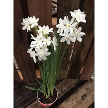 30 Ziva Paperwhites 13-15cm! Indoor Narcissus: Narcissus Tazetta-Nice, Healthy Bulbs for Holiday Forcing!
