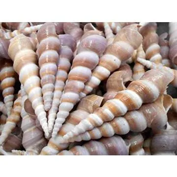 Set of 12 Purple Turritella Turretella (Screw Shells) 2-3" Beach Crafts Nautical Home Coastal Cottag...