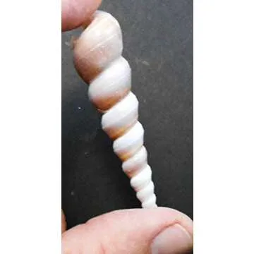 Set of 12 Purple Turritella Turretella (Screw Shells) 2-3" Beach Crafts Nautical Home Coastal Cottage Decor