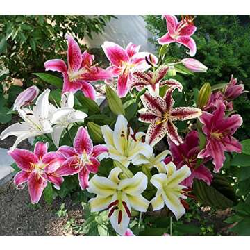 Mixed Oriental Lily Bulbs (Pack of 8) - Fragrant Blooms!