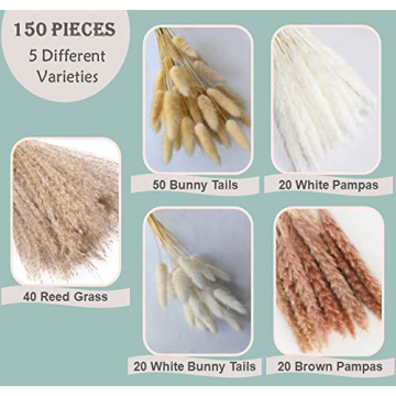 Stylish 150Pcs Pampas Grass for Home Decor and Events