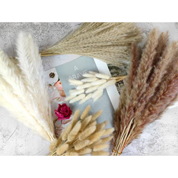 Stylish 150Pcs Pampas Grass for Home Decor and Events