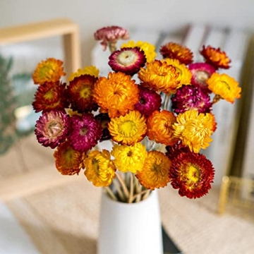 Natural Dried Daisy Flowers Bouquet - 20 Pcs Multicolor Daisies Dried Sunflowers Chrysanthemum, Dry ...