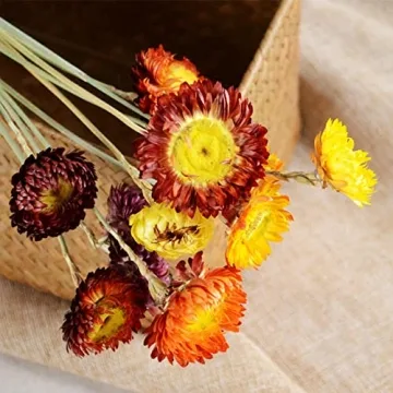 Colorful Dried Flower Bouquet for Home Decor and Gifts