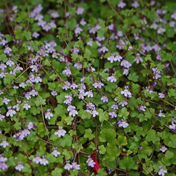 Outsidepride 4000 Seeds Perennial Cymbalaria Muralis Kenilworth Ivy Ground Cover Seeds for Planting