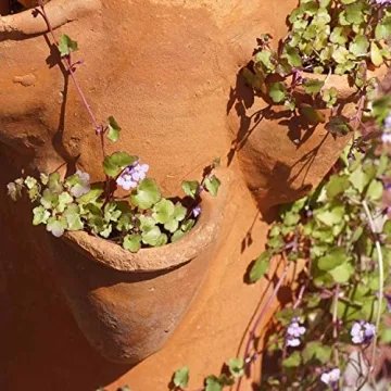 Cymbalaria Muralis Kenilworth Ivy Ground Cover Seeds 4000 Count