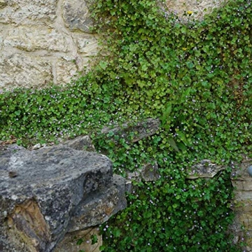Cymbalaria Muralis Kenilworth Ivy Ground Cover Seeds 4000 Count