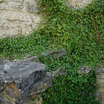 Cymbalaria Muralis Kenilworth Ivy Ground Cover Seeds 4000 Count