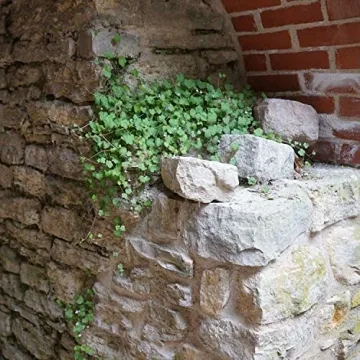 Cymbalaria Muralis Kenilworth Ivy Ground Cover Seeds 4000 Count