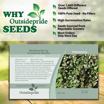 Cymbalaria Muralis Kenilworth Ivy Ground Cover Seeds 4000 Count