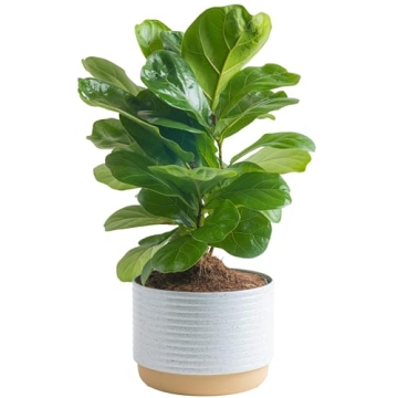 Costa Farms Little Fiddle Leaf Fig, Live Indoor Ficus Lyrata Plant in Indoors Garden Plant Pot, Hous...