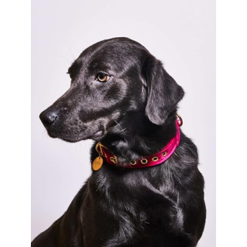Luxe Velvet Pet Collar with Brass Buckle - Made in USA
