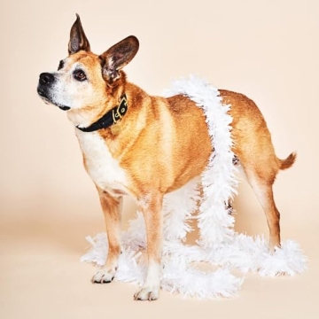 Luxe Velvet Pet Collar with Brass Buckle - Made in USA