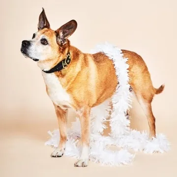 Luxe Velvet Pet Collar with Brass Buckle - Made in USA