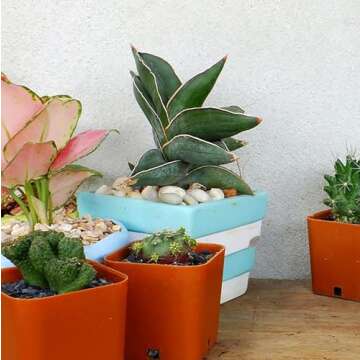 Nicunom 6lbs Natural Decorative White Pebbles, 1/2-1 1/4 Inch Polished River Rocks Stones for Fish Tank Aquariums Vase Fillers Landscaping Garden Outdoor and Indoor DIY