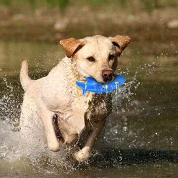 Nerf Dog Shark Football Dog Toy with Interactive Squeak and Crunch, Lightweight, Durable and Water Resistant, 7 Inch Diameter for Medium/Large Breeds, Single Unit, Blue