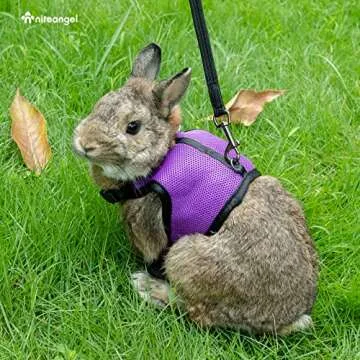 Niteangel Adjustable Soft Harness with Elastic Leash for Rabbits (XL, Grey)