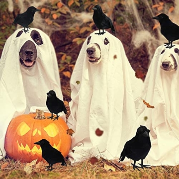 Dazzle Bright 6Pack Black Feathered Crows for Halloween Decoration