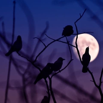 Dazzle Bright 6Pack Black Feathered Crows for Halloween Decoration