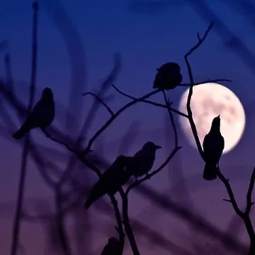 Dazzle Bright 6Pack Black Feathered Crows for Halloween Decoration