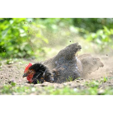 Natural Coop Freshener and Dust Bath for Chickens