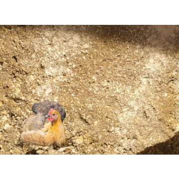 Natural Coop Freshener and Dust Bath for Chickens