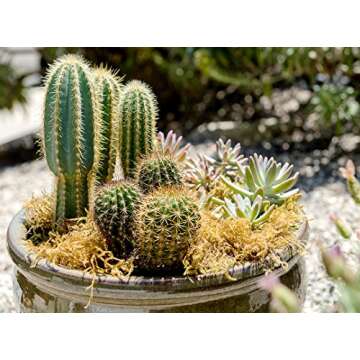 SuperMoss 21533 Forest Moss for Crafts and Home Decor