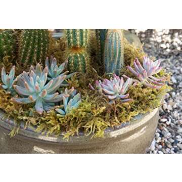 SuperMoss 21533 Forest Moss for Crafts and Home Decor