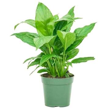 Rooted Spath Peace Lily, Spathiphyllum wallisii, Live, Live Indoor, Home Decor, Easy to Grow, Easy t...