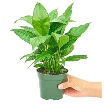 Rooted Spath Peace Lily, Spathiphyllum wallisii, Live, Live Indoor, Home Decor, Easy to Grow, Easy to Care, Low Maintenance and Flowering Houseplant (4")