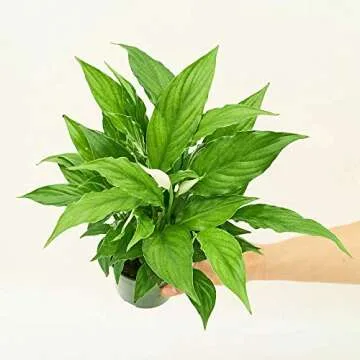 Rooted Spath Peace Lily, Spathiphyllum wallisii, Live, Live Indoor, Home Decor, Easy to Grow, Easy to Care, Low Maintenance and Flowering Houseplant (4")
