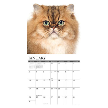 Just Persians Calendar Perfect for Cat Lovers