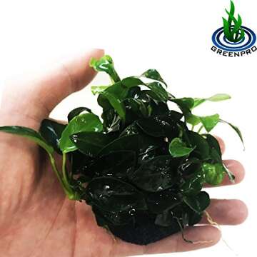Greenpro (Anubias Nana Petite Lava Stone) Anubias, Java Fern, Moss and More! Freshwater Live Aquariu...