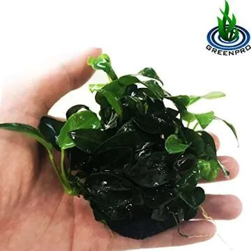Greenpro (Anubias Nana Petite Lava Stone) Anubias, Java Fern, Moss and More! Freshwater Live Aquariu...
