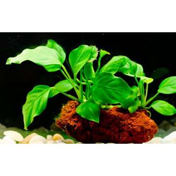 Greenpro (Anubias Nana Petite Lava Stone) Anubias, Java Fern, Moss and More! Freshwater Live Aquarium Plants on Driftwood for Aquatic Tropical Fish Tank Decorations - Easy to Drop