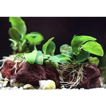 Greenpro (Anubias Nana Petite Lava Stone) Anubias, Java Fern, Moss and More! Freshwater Live Aquarium Plants on Driftwood for Aquatic Tropical Fish Tank Decorations - Easy to Drop