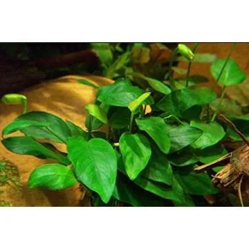 Greenpro (Anubias Nana Petite Lava Stone) Anubias, Java Fern, Moss and More! Freshwater Live Aquarium Plants on Driftwood for Aquatic Tropical Fish Tank Decorations - Easy to Drop