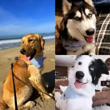 Gofshy Dog Bandanas XLarge-5PCS DIY Bandanas Green Orange Pink Blue Gray Dog Scarfs Breed Bib Handkerchief for Large Dogs Puppies Pets