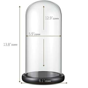 Glass Display Dome ,13" x 6" Cloche with Black Wood Base for Gold Rose Display, Antique Collectibles...