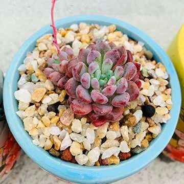 TOYPOPOR Coarse Silica Sand 2.2lb for Bonsai Cacti Succulent and Carnivorous Plant Mix