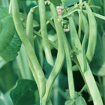 Seeds of Change 1479 Organic Blue Lake Bush Beans