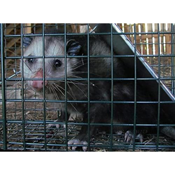 OxGord Live Animal Trap - Humane Catch & Release 32 Inch