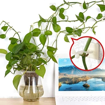 Plant Climbing Wall Clips for Indoor Greenery Support