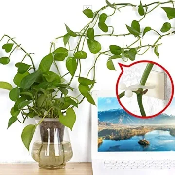 Plant Climbing Wall Clips for Indoor Greenery Support